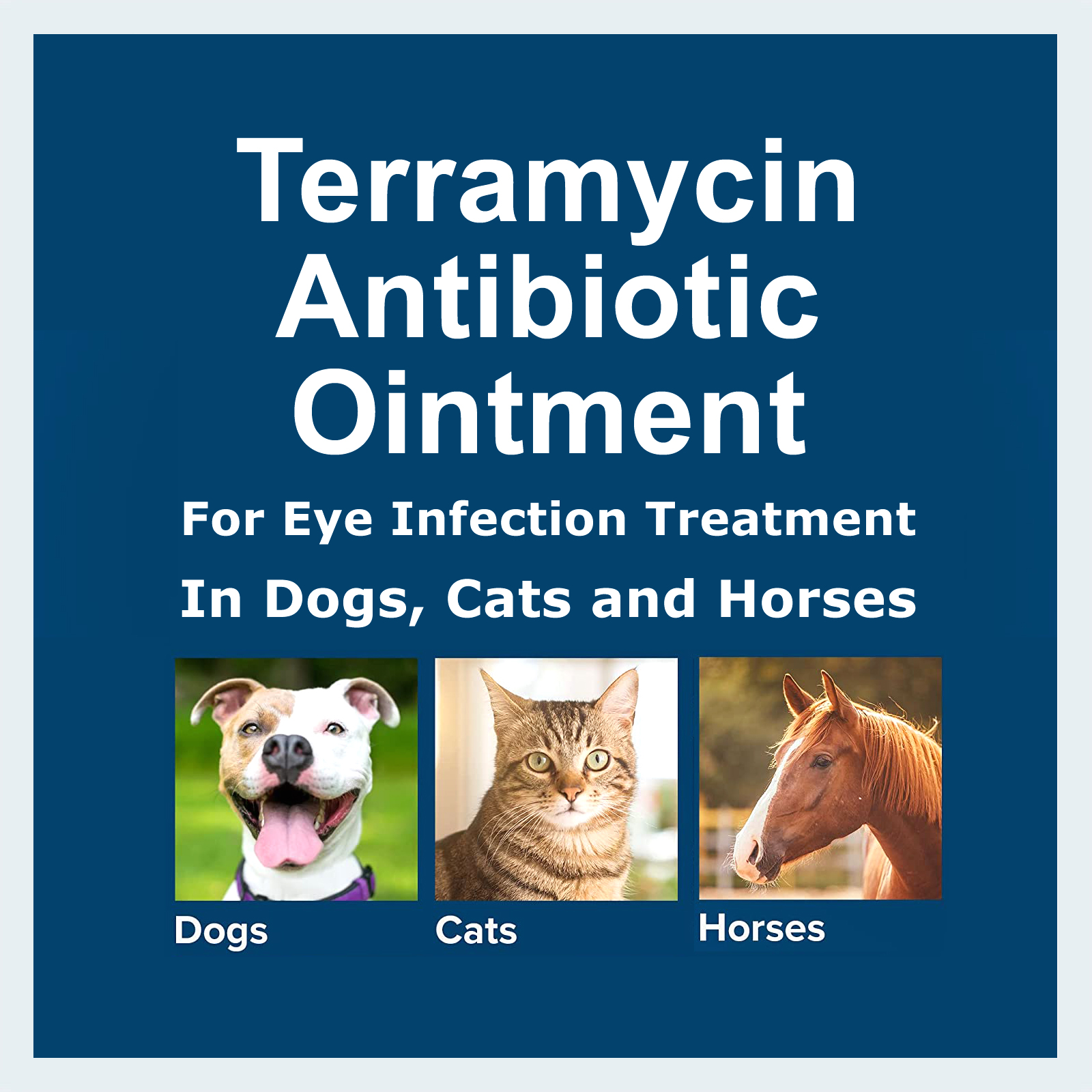 Terramycin Antibiotic Ointment for Eye Infection Treatment in Dogs Cats and Horses